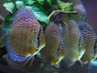 Red curl Leopard soldiers...