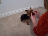 Smartest yorkshire terrier puppy - awesome tricks