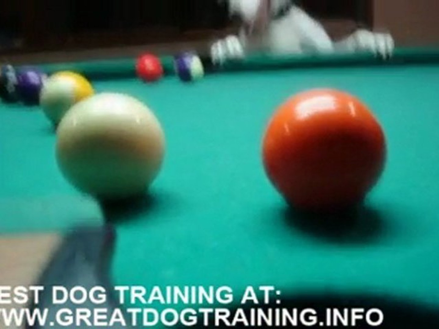 ⁣Dog training - pool playing dog!