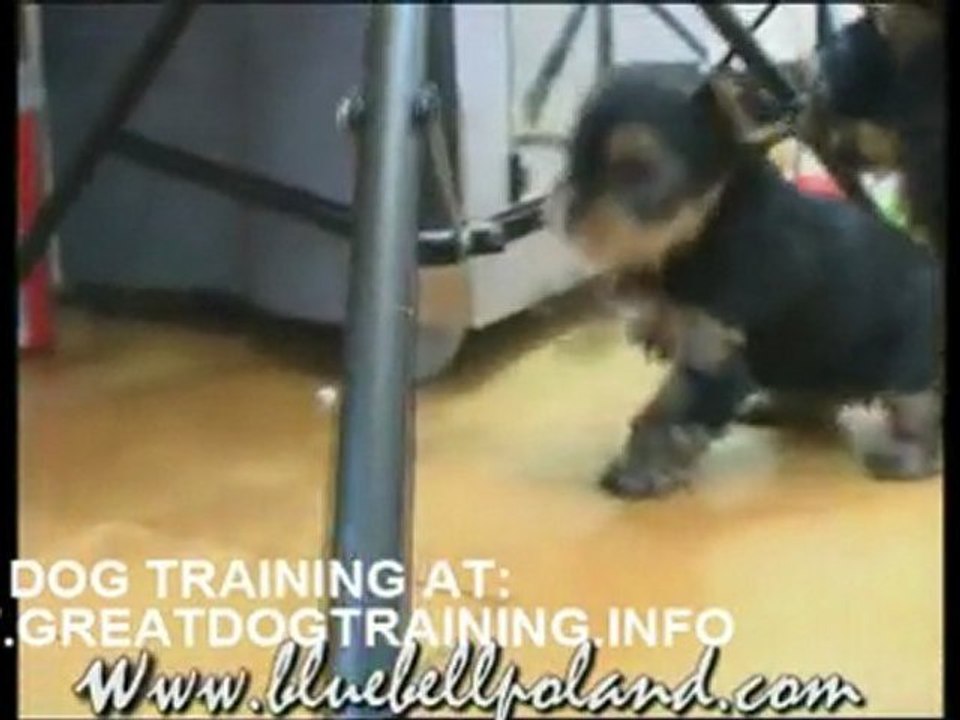 Sweet yorkshire terrier