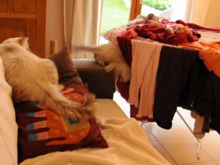 Guimauve, 23 juillet 2011