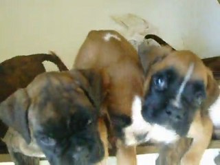 Portée de Dirty et Dean à 7 semaines