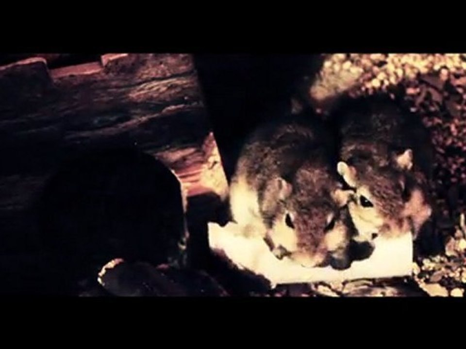 Spoutnik & Apollo Rock !