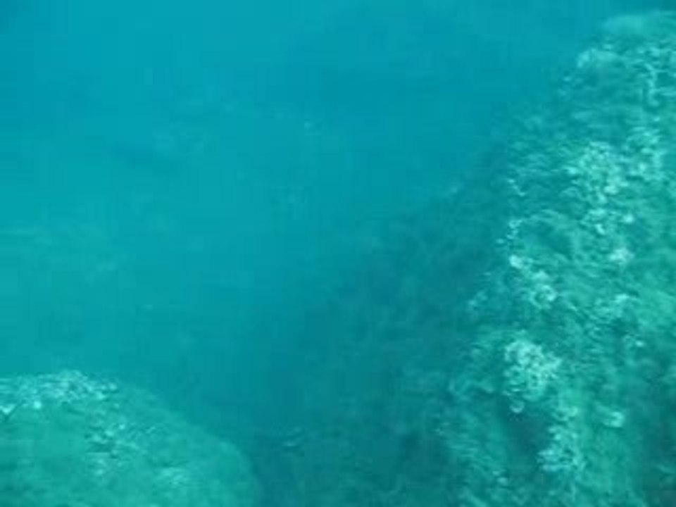 Apnea Dive Portofino 1