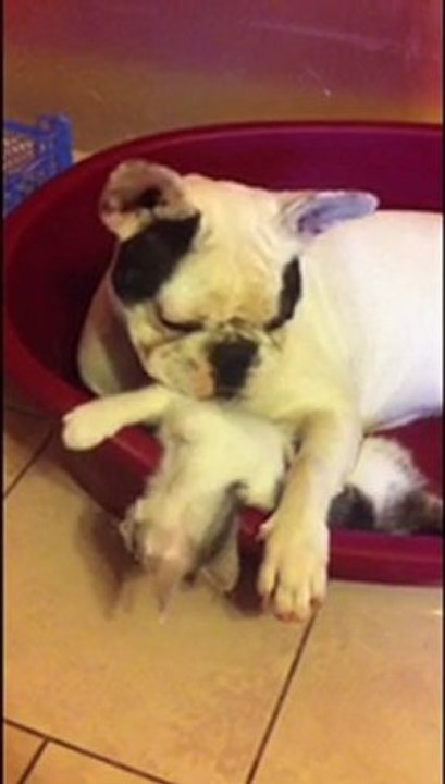 Dog &Cat
