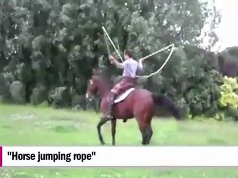 Le meilleur des animaux