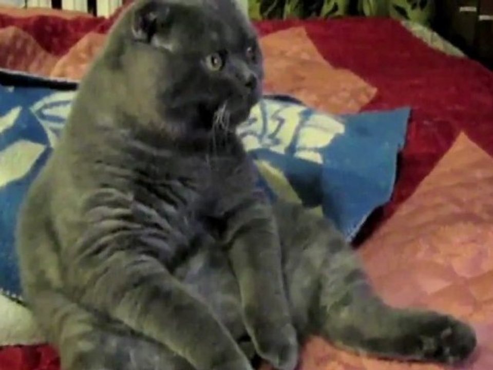 Le meilleur des chats