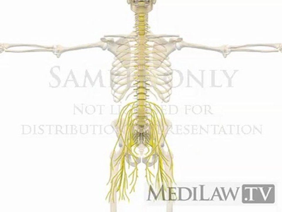 Lumbar Spine Anatomy Central Peripheral Nervous System Nerve Roots neuro-surgery illustrations