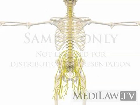 Lumbar Spine Anatomy Central Peripheral Nervous System Nerve Roots neuro-surgery illustrations