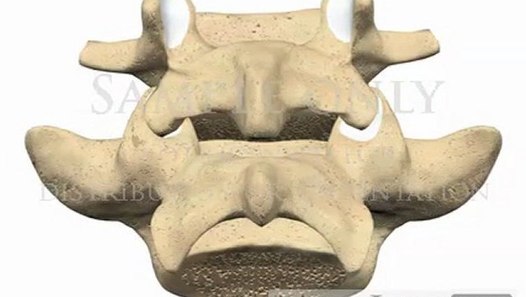 Lumbar Spine Anatomy Vertebra Zygoapophysial Facet Joint Chiropractic 