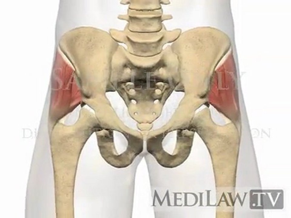 Lumbar Spine Muscles Gluteus Medius physical therapy multimedia
