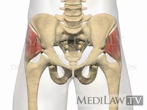 Lumbar Spine Muscles Gluteus Medius physical therapy multimedia