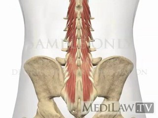 Lumbar Spine Muscles Multifidus chiropractic videos