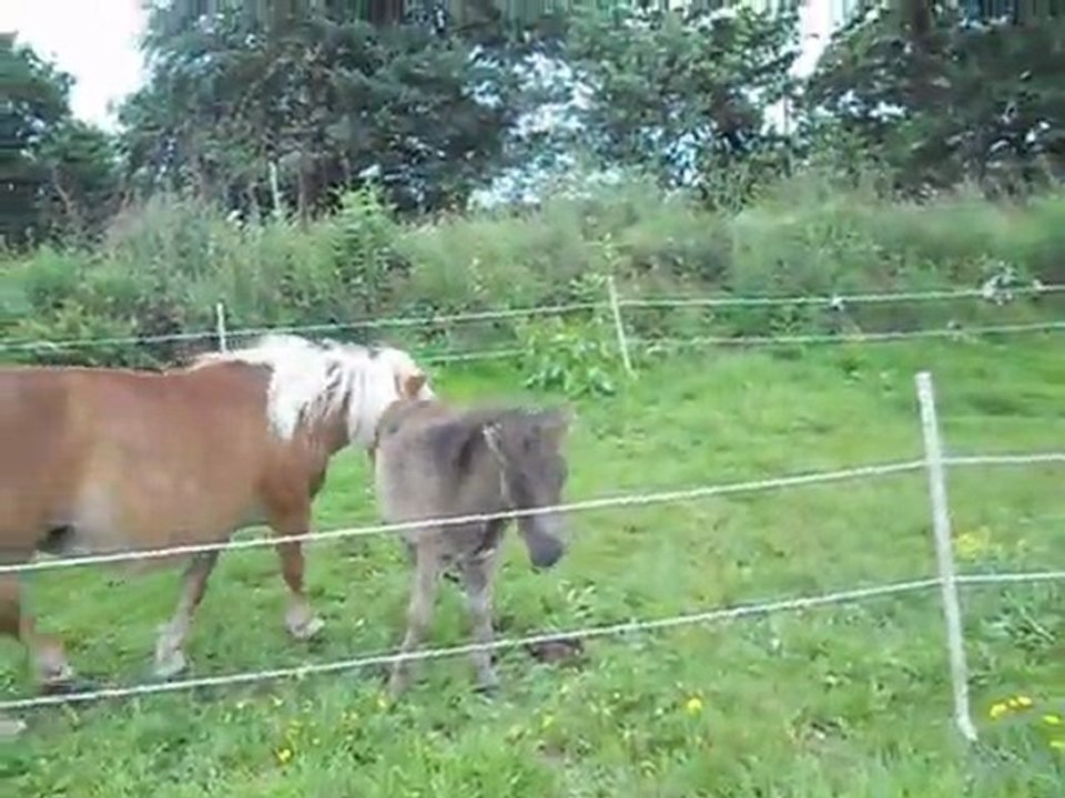pony the kid