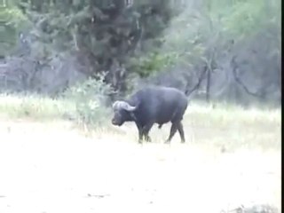 Buffalo vs Lion: A Comparison