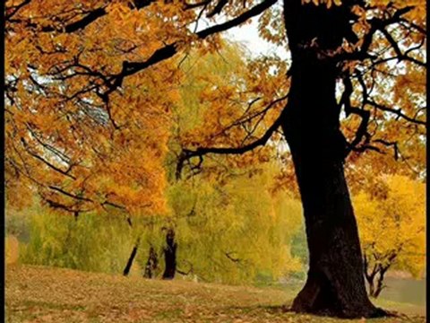 NEFESİN NEFESİME KABUL EDERMİSİN ღ♥ღღ VOLKAN KONAK ღ♥ღღUNUTULAN ADAMღ♥ღღ