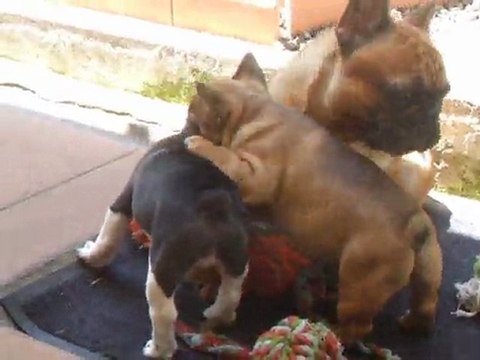 partie de jeux les grands et les bébés de thalia et adamas