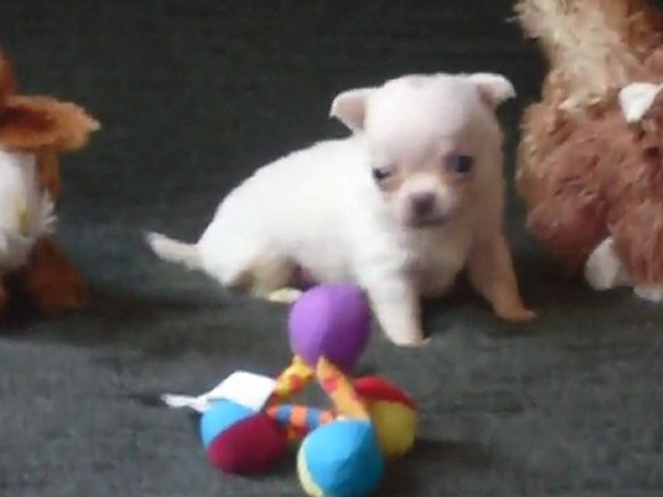 Elevage Des Petits Azteques