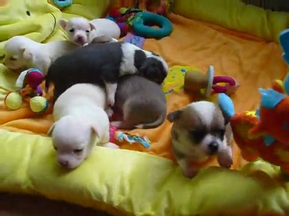 Elevage Des Petits Azteques