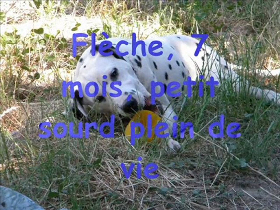 Nos_protégés_dalmaSF_2011_07_23