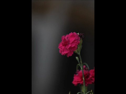 gül yüzlü sevdiğim-Abazlinet