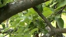Кошачий взгляд