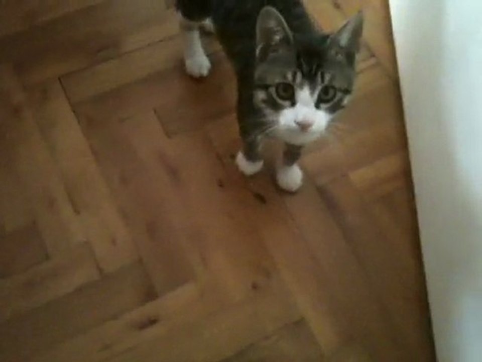 Zor kedi Necati Bam Bam