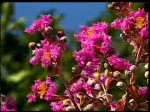 Peygamber Efendimiz (sav) nimetler için şükrederek dua etmiştir