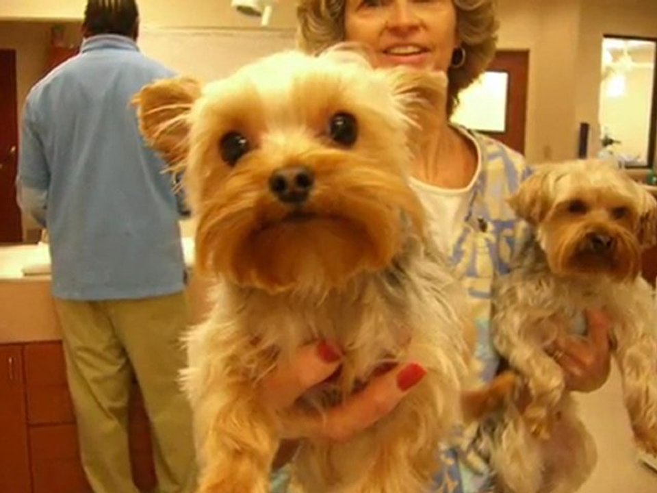 Las Vegas Veterinarian - Call 702-384-8737 Blue Cross Animal Hospital