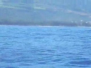 Spectacle de dauphins