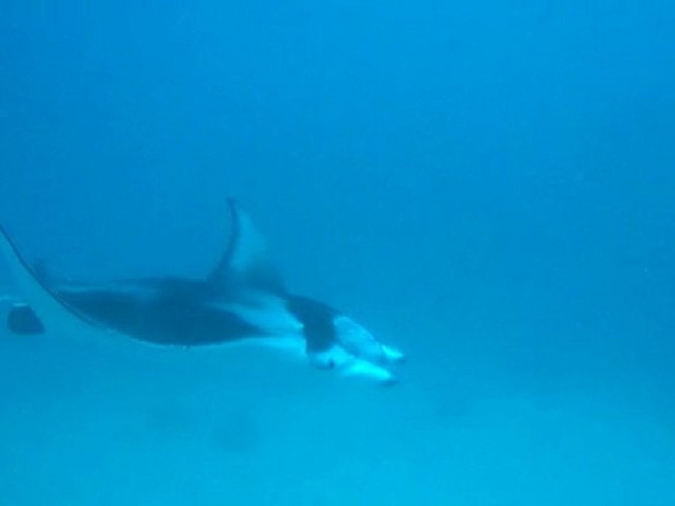 Raie manta Bora-Bora
