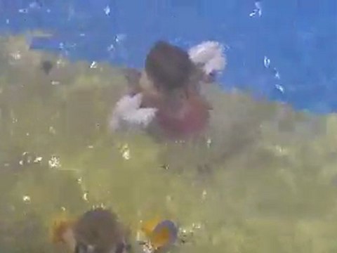 gocanada 20110721 Cha Natation