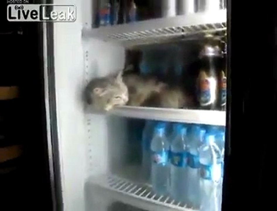Cat Beats The Heat!