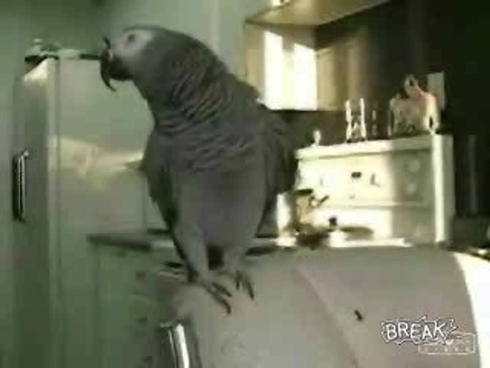 beatbox_parrot