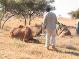 13 - Breve introducción al adiestramiento de camellos - Viaje a India de mochileros