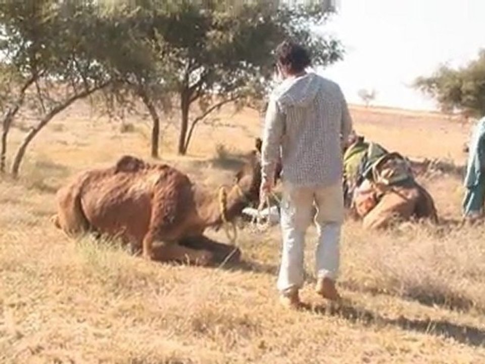 13 - Breve introducción al adiestramiento de camellos - Viaje a India de mochileros