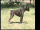 REPORTAGE BOXER EDUCATION CANINE 83