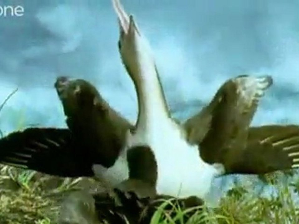 Funny animals