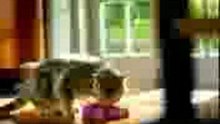 Cat & mouse dance