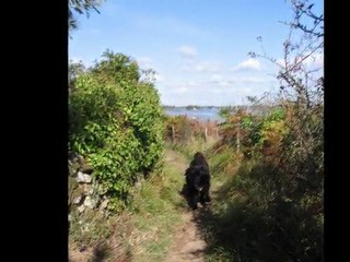 Balade du RIB  Locmariaquer