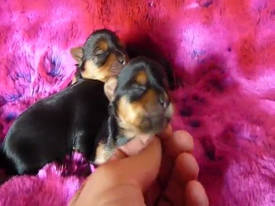 eleveur de yorkshire paris