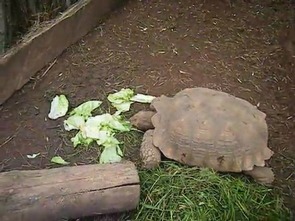 Tortuga comiendo