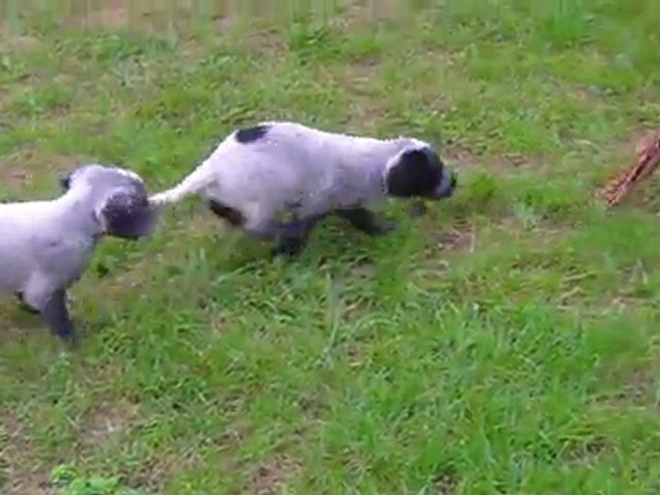 Chiots Brindille du Clos Maldav et Valic 1