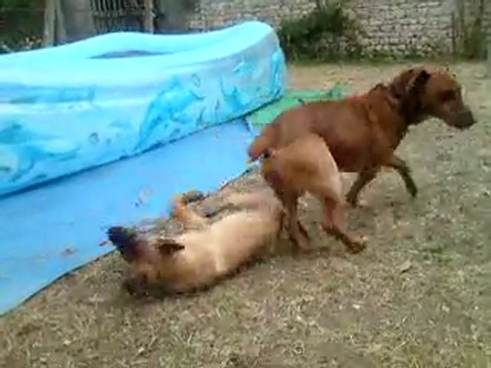 Gala & Lucky au jardin