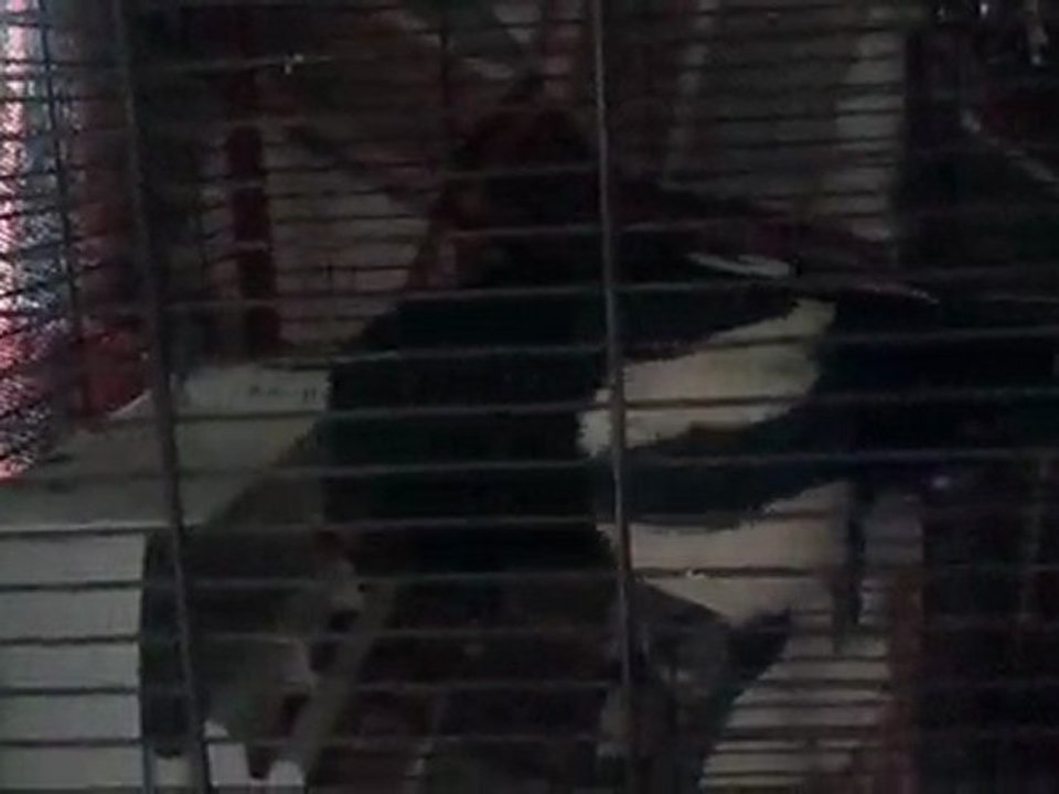 Une pie apprivoisée qui me parle!!!!!