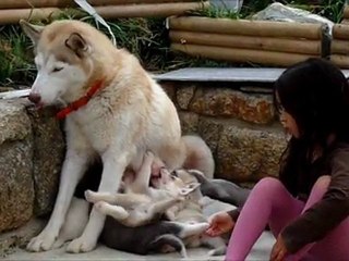 les enfants et les chiots