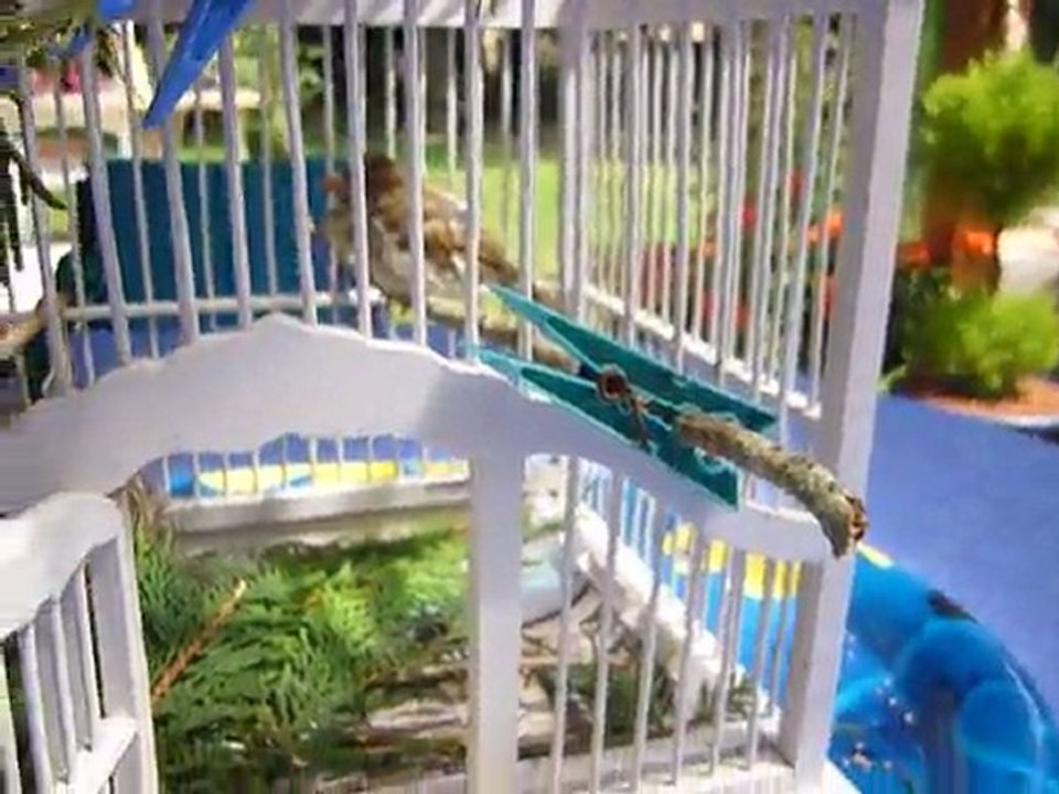 Cage ouverte