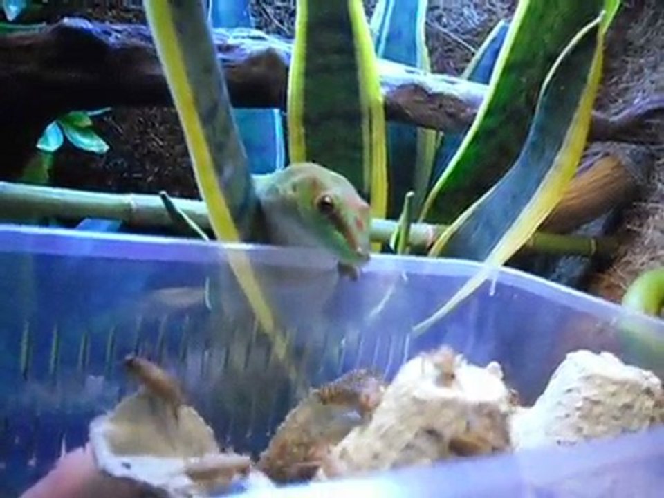 phelsuma