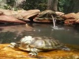 Time Lapse Relaxed Turtle Video