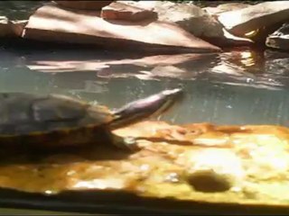 Time Lapse Chilling Turtle Video